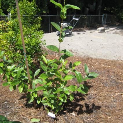 Possumhaw Viburnum